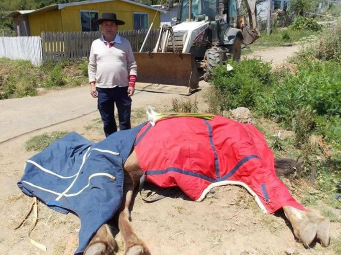 Muere caballo que rescató una decena de personas tras terremoto en 2010