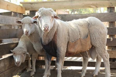 Científicos chilenos trabajan mejoramiento genético de la oveja merino, cuya lana es la más fina del mundo