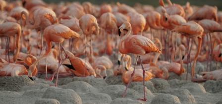 En marzo comienza Santiago Wild, el primer festival de cine sobre vida salvaje y medioambiente en Chile