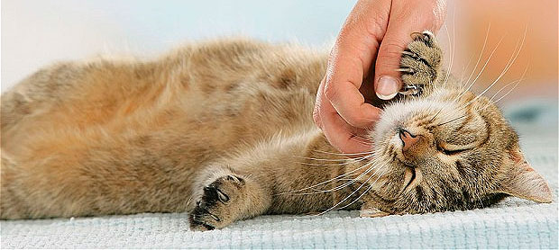 Cuida a tus mascotas para enfrentar esta época del año con productos naturales de alta efectividad