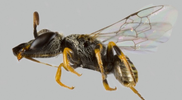 Científica y Magíster del Instituto de Entomología UMCE descubrió nueva especie de abeja chilena y la bautizó en honor a las mujeres en ciencias